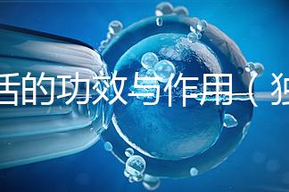 獨活的功效與作用(獨活是傷腎還是補腎)