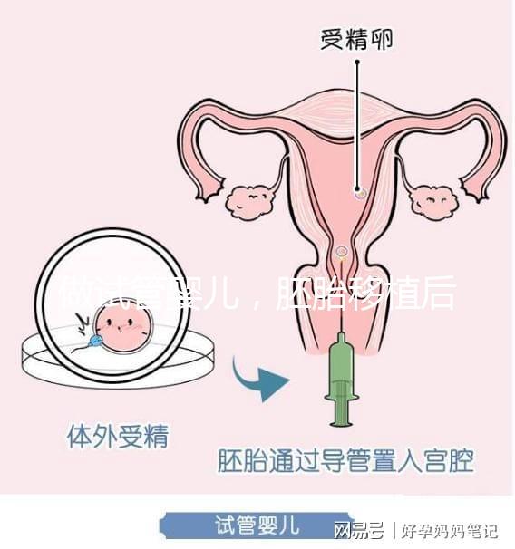 做試管嬰兒，胚胎移植后懷孕周期和預產期怎么算