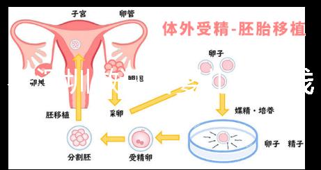 在深圳做試管嬰兒多少錢(qián)一次?各大醫(yī)院成功率及費(fèi)用看這里