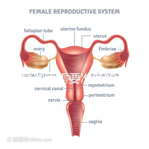 供精試管需要準備的資料一覽,除結(jié)婚證外這些也必不可少