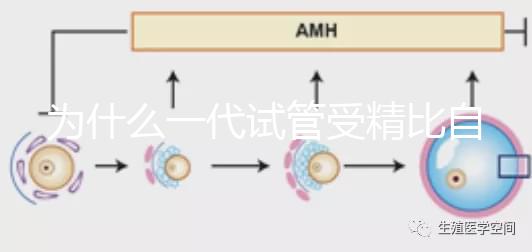 為什么一代試管受精比自然受精更解密？精子和卵子的質(zhì)量只有一個