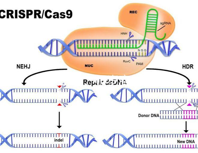 家在江蘇，40歲高齡哪里做試管嬰兒能夠一次成功？