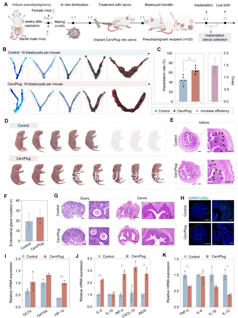 多家品牌嬰兒學步車被召回，過早使用危害真不小