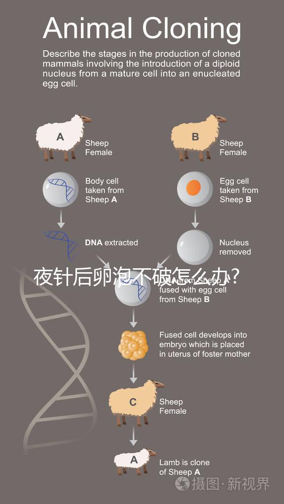 夜針后卵泡不破怎么辦?醫生:可打破卵針,但并非最好辦法