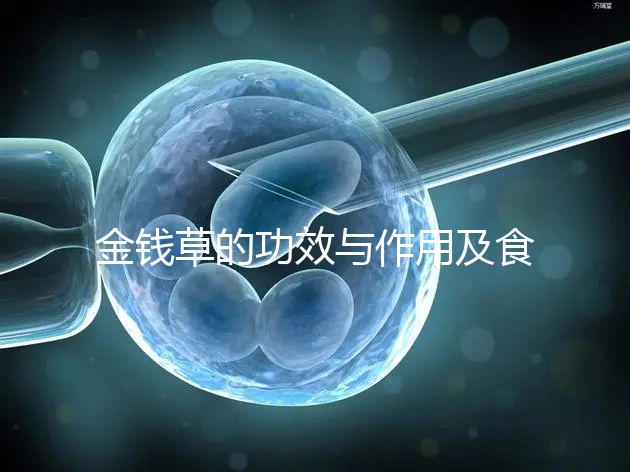 金錢(qián)草的功效與作用及食用方法(金錢(qián)草泡水喝的功效)