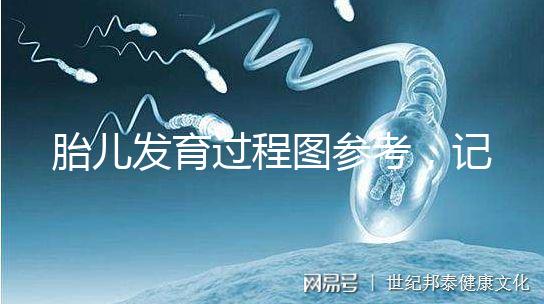 胎兒發育過程圖參考，記錄胚胎從一到九個月變化