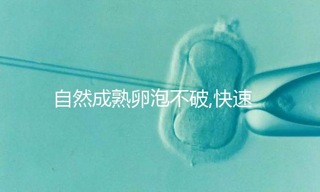 自然成熟卵泡不破,快速破卵破卵針成就好孕