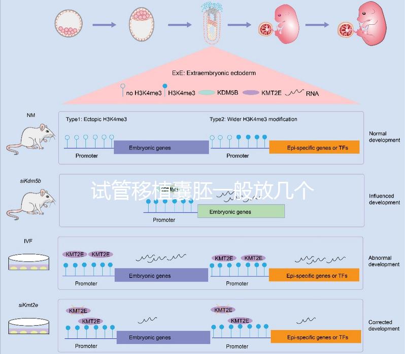 試管移植囊胚一般放幾個