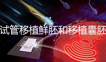 試管移植鮮胚和移植囊胚哪個(gè)成功率會高？