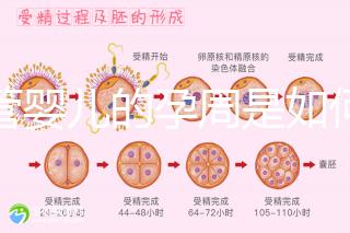 試管嬰兒的孕周是如何計算的