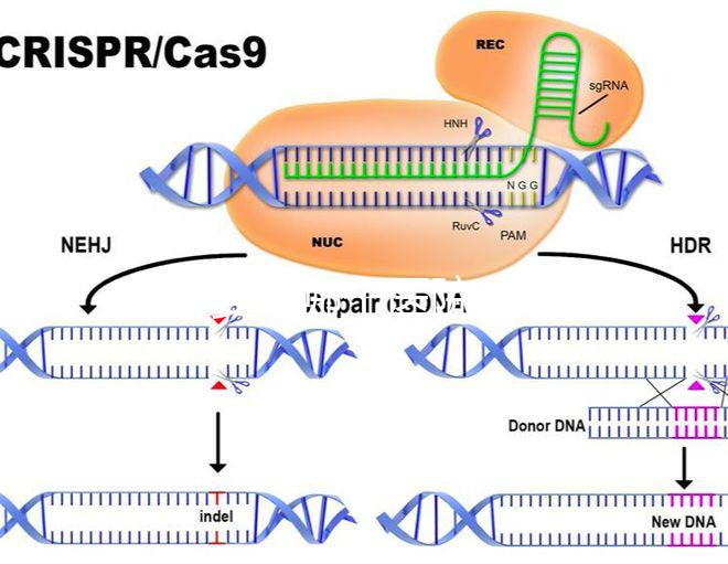 試管嬰兒哪個醫院成功率最高(西安做試管嬰兒哪個醫院成功率最高)