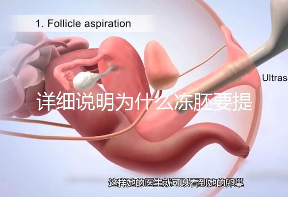 詳細(xì)說明為什么凍胚要提前一兩天解凍,有沒有影響一目了然