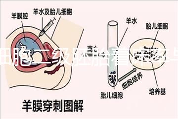 6細胞二級胚胎著床率與養(yǎng)囊成功率解讀,拿不準移植與否戳